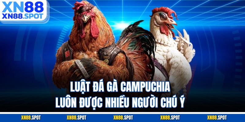 Luật đá gà Campuchia luôn được nhiều người chú ý